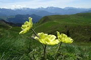 20 Fiori di pulsatilla alpina sulfurea con vista sui Piani dell'Avaro